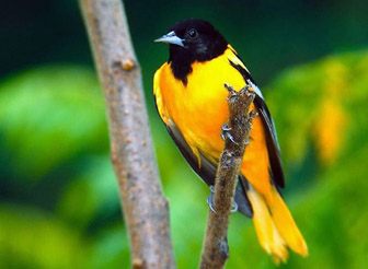 Oriole Bird - descriere, habitat, specii, foto și video, cântând onlay