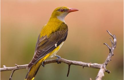 Oriole Bird - descriere, habitat, specii, foto și video, cântând onlay