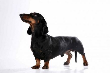 Dieta Dachshund reguli de îngrijire catelus