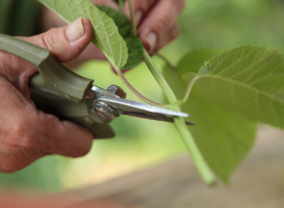 gradina hortensie Reproducere, butași paniculat, divizarea tufei