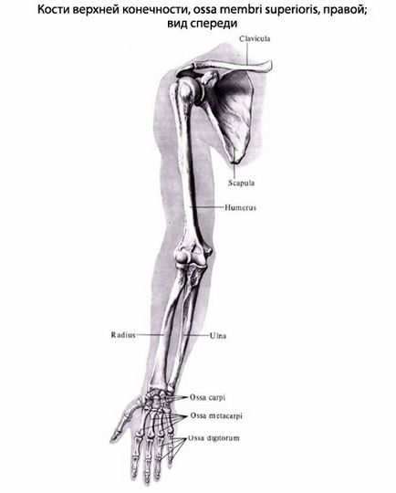 umane arme de anatomie mână, structura, funcțiile, imagini, EUROLAB