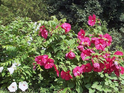 Hibiscus Garden - de plantare și de reproducere, fotografie hibiscus, cultivarea și întreținerea hibiscus; tipuri și