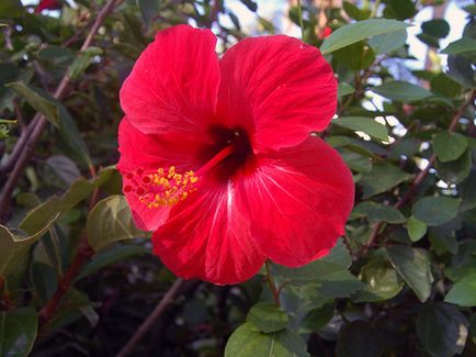Hibiscus Garden - de plantare și de reproducere, fotografie hibiscus, cultivarea și întreținerea hibiscus; tipuri și