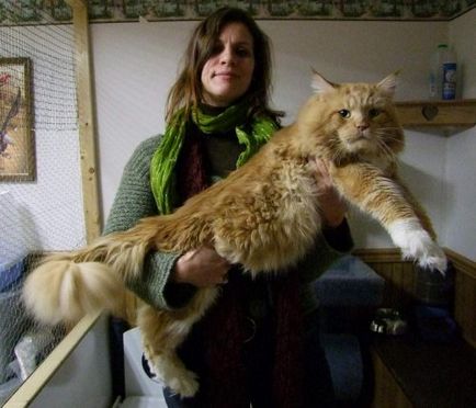 Cea mai mare felina din lume (24 poze) - iubitorii de site-ul de animale