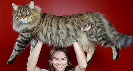 Cea mai mare felina din lume - o sursă de bună dispoziție