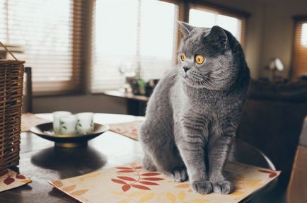 Cea mai mare pisica rase fotografii și fapte, site-ul „halbă“