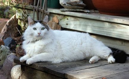 Cea mai mare pisica rase fotografii și fapte, site-ul „halbă“