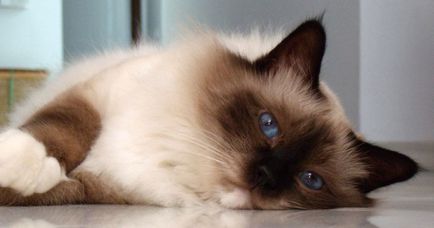 Cele mai multe rase afectuos si bune de pisici din 15 rase cu poze si descriere
