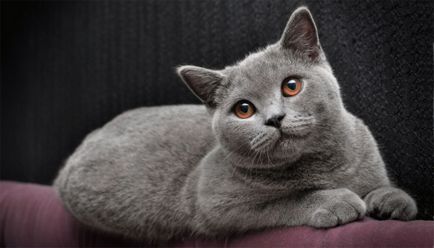 Cele mai multe rase afectuos si bune de pisici din 15 rase cu poze si descriere