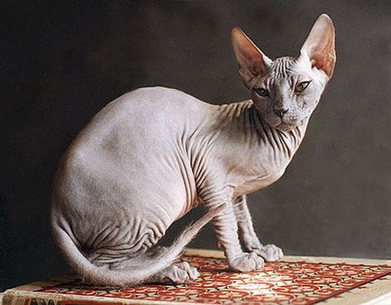 Cele mai populare rase de pisici cu poze - pisica in casa