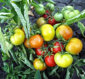 Cele mai multe soiuri de tomate pentru randament câmp deschis