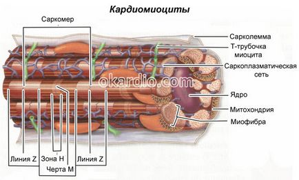 Sindromul de repolarizării ventriculare precoce ce este manifestarea pe ECG