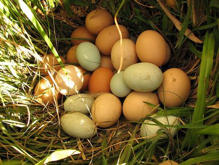 Câte zile pentru a hatch descrierea oua de pui de proceduri și de îngrijire pentru găini (procedură) Câte zile pentru a hatch descrierea oua de pui de proceduri și de îngrijire pentru găini
