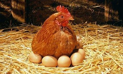 Câte zile pentru a hatch descrierea oua de pui de proceduri și de îngrijire pentru găini (ca) Câte zile pentru a hatch descrierea oua de pui de proceduri și de îngrijire pentru găini