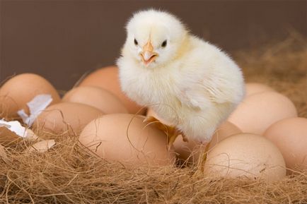 Câte zile pentru a hatch descrierea oua de pui de proceduri și de îngrijire pentru găini (hașuri) Câte zile pentru a hatch descrierea oua de pui de proceduri și de îngrijire pentru găini