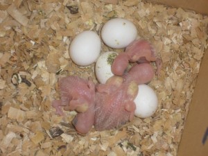 Câte zile pentru a hatch descrierea oua de pui de proceduri și de îngrijire pentru găini (procedură) Câte zile pentru a hatch descrierea oua de pui de proceduri și de îngrijire pentru găini