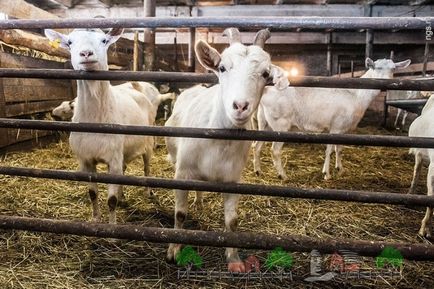 Câți litri de lapte o capră oferă privire de ansamblu și fotografii de zi cu zi