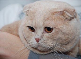 Scottish fold