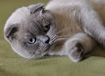 Scottish fold