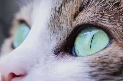 ochilor la informații pisici cu privire la tratamentul și prevenirea