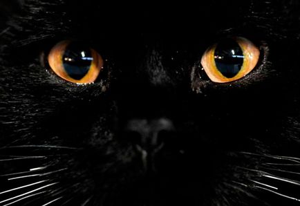 ochii umezi unei cauze pisică, tratamentul și prevenirea