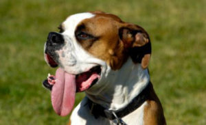 Câinele respiră cu un cauze gura deschisă, ce să facă