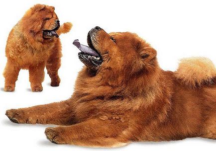 Un câine cu o limbă albastră, sau uimitor „Ursilor“, referința handler