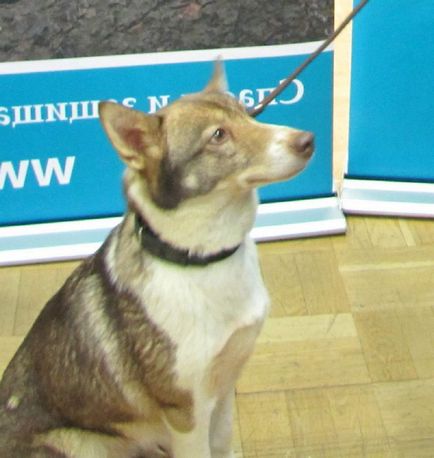 Sulimov câine, ea Shalaika, ea shakalayka