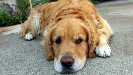 Câine vomită ce să facă și cum să trateze - 07 mai 2016 - un câine sănătos