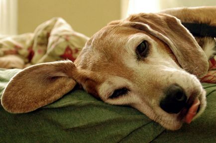 Câine vomită ce să facă și cum să trateze - 07 mai 2016 - un câine sănătos