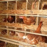 Conținutul găinilor ouătoare în mediul video de interior