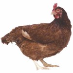 Conținutul găinilor ouătoare în mediul video de interior