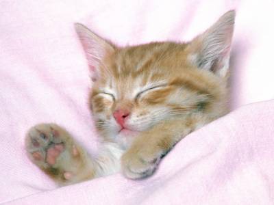 Odihna si somn pisici