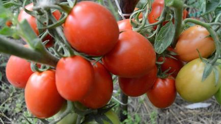 Soiuri de tomate pentru câmp deschis cel mai bun roșii