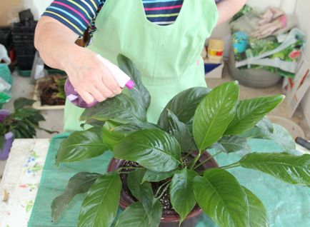 Spathiphyllum clasa de transplant de master și de fotografii pe treptele