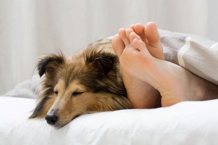 Dormitul cu câinele sau pisica pentru a beneficia și de a dăuna gazdă