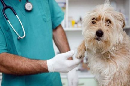 Aureus la câini simptome, tratament, fotografii