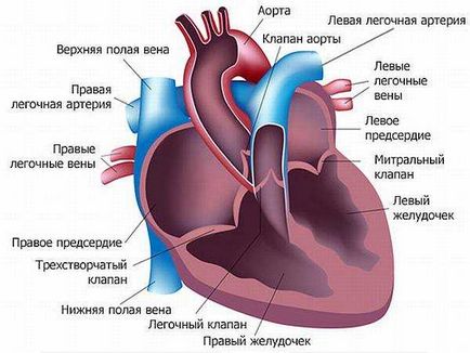 simptome anginoase, prim ajutor, tipuri și diagnosticarea bolii, tratamente, alfabet de sănătate