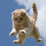Convulsiile la pisici cauze și tratament, ce să facă și dacă este sau nu înainte de moartea sa, și după sterilizare la (convulsii) Convulsiile la pisici cauze și tratament, ce să facă și dacă este sau nu înainte de moartea sa și după sterilizare, în