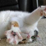Convulsiile la pisici cauze și tratament, ce să facă și dacă este sau nu înainte de moartea sa și după sterilizare în (înainte) Convulsiile la pisici cauze și tratament, ce să facă și dacă este sau nu înainte de moartea sa și după sterilizare, în