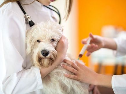Vaccinarea Tabelul de vârstă câini, schema de vaccinare obligatorie și facultativă