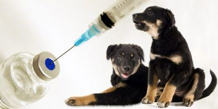Vaccinarea Tabelul de vârstă câini, schema de vaccinare obligatorie și facultativă