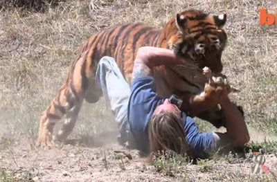 Tiger atacă un om - tigru a atacat un film uman