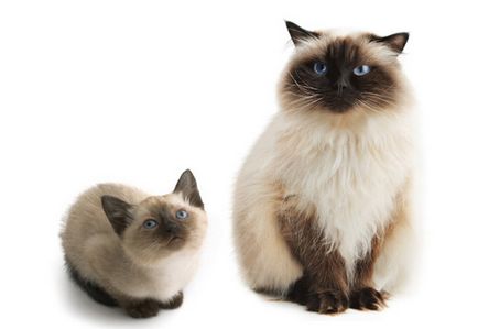 Top 10 cele mai populare rase de pisici