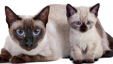 Top 10 cele mai populare rase de pisici