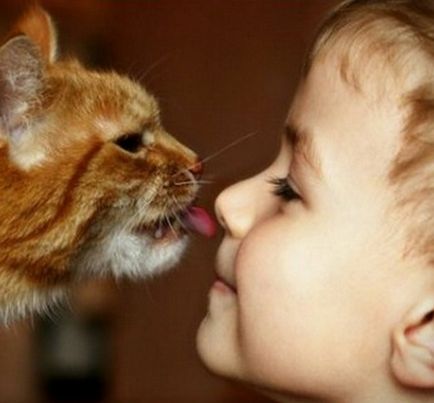 Top 7 cele mai bune rase de pisici pentru copii