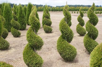 Thuja primăvară occidentalis tăiere, formarea coroanei