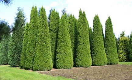 Thuja primăvară occidentalis tăiere, formarea coroanei