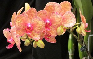 Grija pentru orhidee Phalaenopsis la domiciliu după cumpărături
