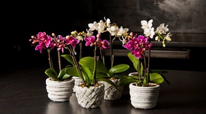 Grija pentru orhidee Phalaenopsis la domiciliu după cumpărături